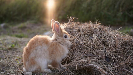 Rabbit in grass field in nautre. Bunny plaay lively in forest in sunset safely.