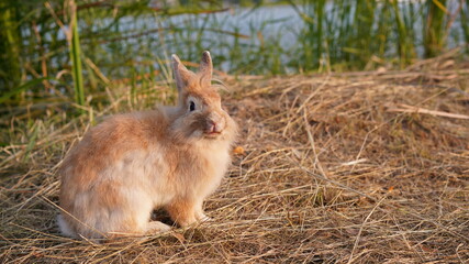Naklejka na ściany i meble Rabbit in grass field in nautre. Bunny plaay lively in forest in sunset safely.