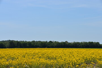 Obraz premium field of flowers