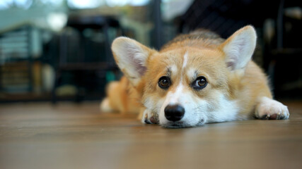 Corgi in modern house. Pembroke Welsh Corgi, originated in Pembrokeshire, Wales. Welsh Corgi or Cardigan Welsh Corgi descend from northern spitz-type dogs.