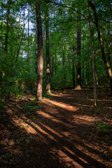 Obraz premium Sun Breaking Through On Forest Trail