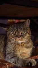 American short hair brown cat in cat cafe or pet restaurant. Home furry famous pet with short ears and love tender animal friend.