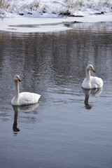 冬の川の白鳥
