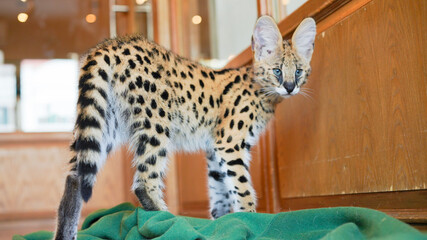 Serval cat, African native cat in  North Africa and the Sahel, Saharan countries except rainforest regions. Yellow fur with black dot and big fluffy ears at home.