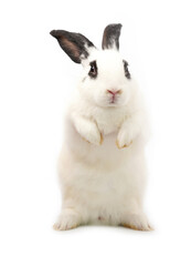 Rabbit stands on white background. Little cute bunny balances itself on two back leg.