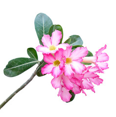 Adenium pink succulent bush with green stem. Blossom Adenium desert rose flower on fresh plant with white background.