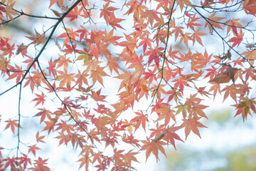 黄色が混じったモミジ