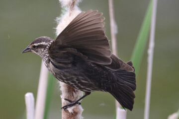 Red Winged blackbirds male and female, on marsh plants or flying off plants on overcast summer day
