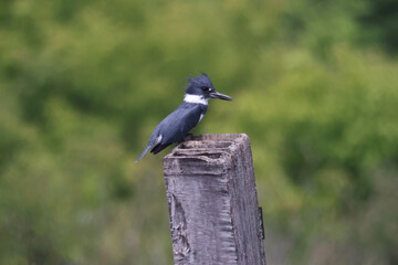 Belted Kingfisher on old wood box or flying off of it on overcast day in the marsh