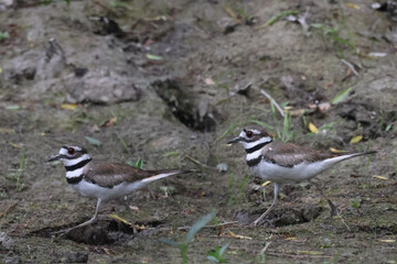 Killdeers taking off or walking along riverbanks. They are defending their nests or chicks.  On a bright sunny day