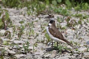 Killdeers taking off or walking along riverbanks. They are defending their nests or chicks.  On a bright sunny day