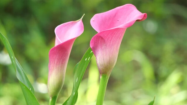 Tokyo,Japan-June 7, 2021: Closeup of Zantedeschia or Calla Lily or Arum Lily in a garden
