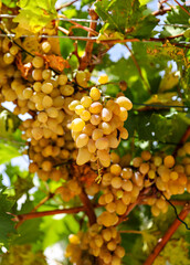 Close up view of bunches of ripe yellow grapes hanging down from a vine in Puglia.