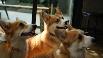 Corgi in modern house. Pembroke Welsh Corgi, originated in Pembrokeshire, Wales.  Welsh Corgi or Cardigan Welsh Corgi descend from northern spitz-type dogs.