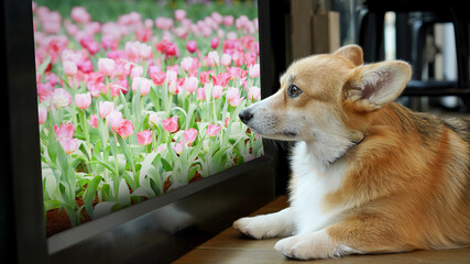 Corgi in modern house. Pembroke Welsh Corgi, originated in Pembrokeshire, Wales.  Welsh Corgi or...