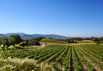 Fototapeta na wymiar Rows and rows of grape vines, a vineyard; at a winery in Provence, France, with blue sky and mountains in the background. 