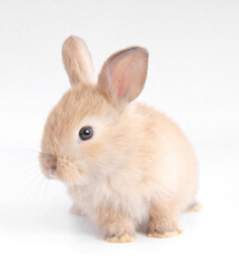 Baby adorable rabbit on white background. Young cute bunny in many action and color. Lovely pet with fluffy hair. Easter brown little baby rabbit.