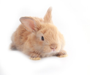 Baby adorable rabbit on white background. Young cute bunny in many action and color. Lovely pet with fluffy hair. Easter brown little baby rabbit.