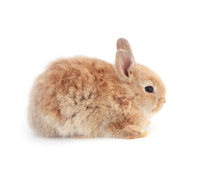 Baby adorable rabbit on white background. Young cute bunny in many action and color. Lovely pet with fluffy hair. Easter brown little baby rabbit.