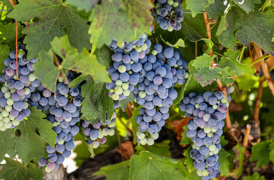 Multiple bunches of purple grapes along a fence at a vineyard in Chile. 