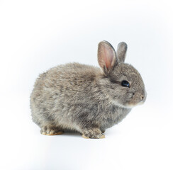 Young cute small rabbit on white background. Adorable little baby bunny sits with curious