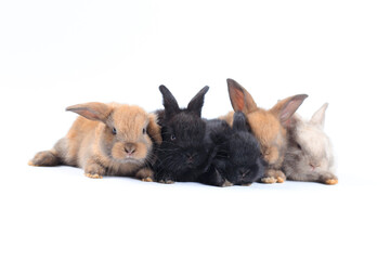 Young adorable bunny sits on white background. Cute baby rabbit for Easter and new born celebretion.  1  month pet