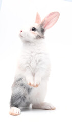 Obraz premium Young adorable bunny stand on white background. Cute baby rabbit for Easter and new born celebretion. 1 month pet