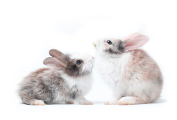 Young adorable bunny stand on white background. Cute baby rabbit for Easter and new born celebretion. Rabbit kissing
