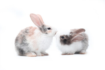 Obraz premium Young adorable bunny stand on white background. Cute baby rabbit for Easter and new born celebretion. Rabbit kissing