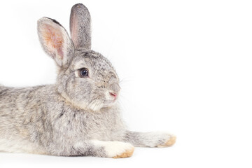 Grey rabbit on white background