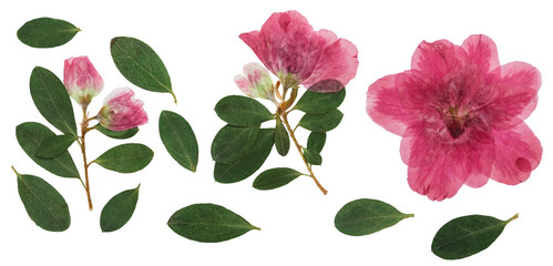 Pressed and dried flowers azalea, isolated on white background. For use in scrapbooking, pressed...