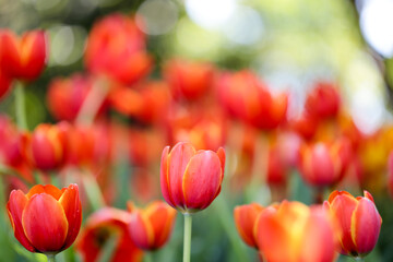 Fototapeta premium Fresh colorful beautiful tulips field in nature