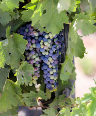 Ripening purple grapes on the vine in Chile. 