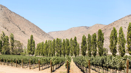 Vineyard and tall trees against brown hills in Chile. 