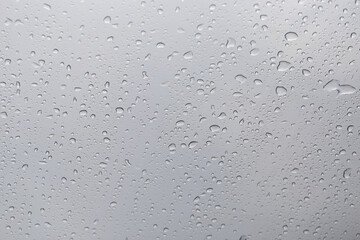 Green grape plant with green leaf, red root, fresh green and red grape for eating or making wine