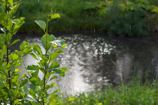 Summer warm rain near the little pond with green grasses. Seasonal background.