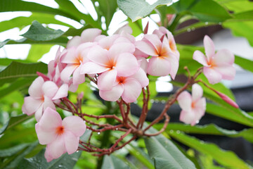 Fragipani tree with pink fragipani flower blossomed with green fresh leaf with water drop as after rain. Tropical flower with beautifully scent