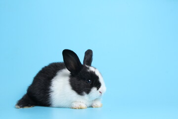 Baby lovely rabbit on blue background. Cute fluffy little bunny with bright blue screen.