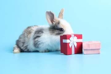 Fototapeta na wymiar Baby lovely rabbit on blue background. Cute fluffy little bunny with bright blue screen with gift box as present for special day.