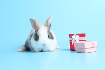 Baby lovely rabbit on blue background. Cute fluffy little bunny with bright blue screen with gift box as present for special day.