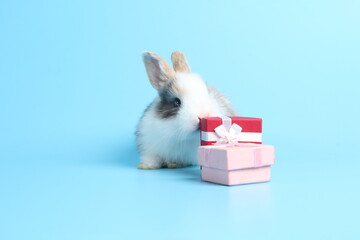 Baby lovely rabbit on blue background. Cute fluffy little bunny with bright blue screen with gift box as present for special day.