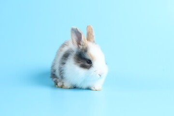 Baby lovely rabbit on blue background. Cute fluffy little bunny with bright blue screen.