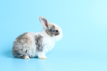 Baby lovely rabbit on blue background. Cute fluffy little bunny with bright blue screen.