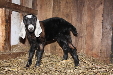 little nubian baby goat newborn cute farm animals