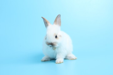 Baby lovely rabbit on blue background. Cute fluffy little bunny with bright blue screen.