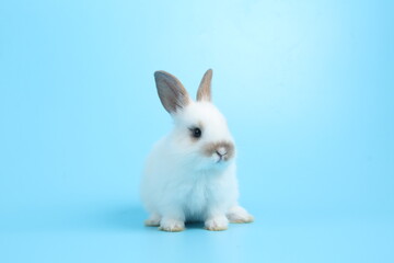 Fototapeta na wymiar Baby lovely rabbit on blue background. Cute fluffy little bunny with bright blue screen.