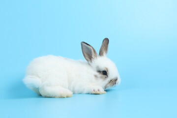 Baby lovely rabbit on blue background. Cute fluffy little bunny with bright blue screen.