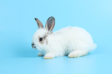 Baby lovely rabbit on blue background. Cute fluffy little bunny with bright blue screen.
