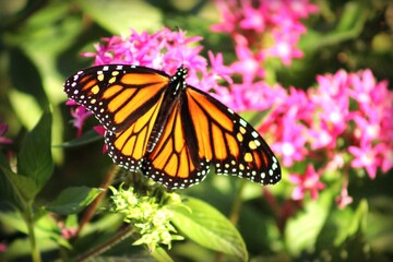 monarch butterfly on flower