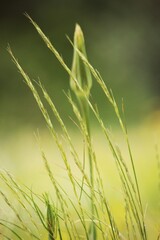 grass in the wind